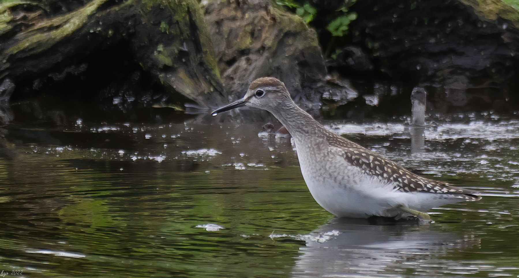 * Bruchwasserläufer *