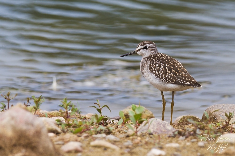 Bruchwasserläufer