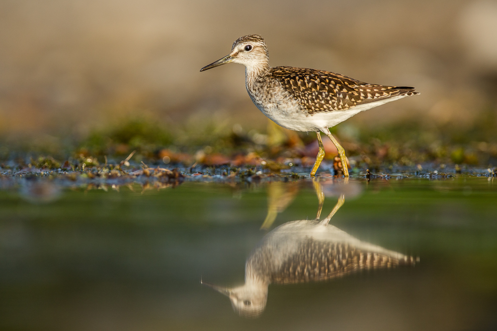 Bruchwasserläufer