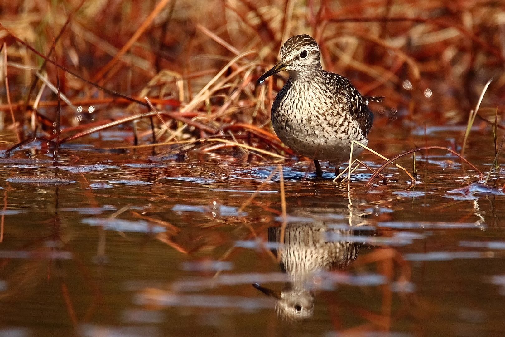 Bruchwasserläufer