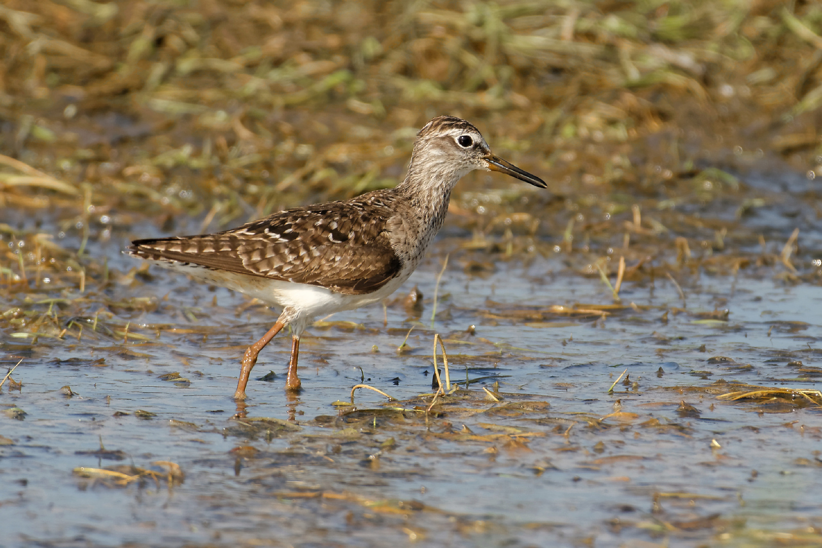 Bruchwasserläufer