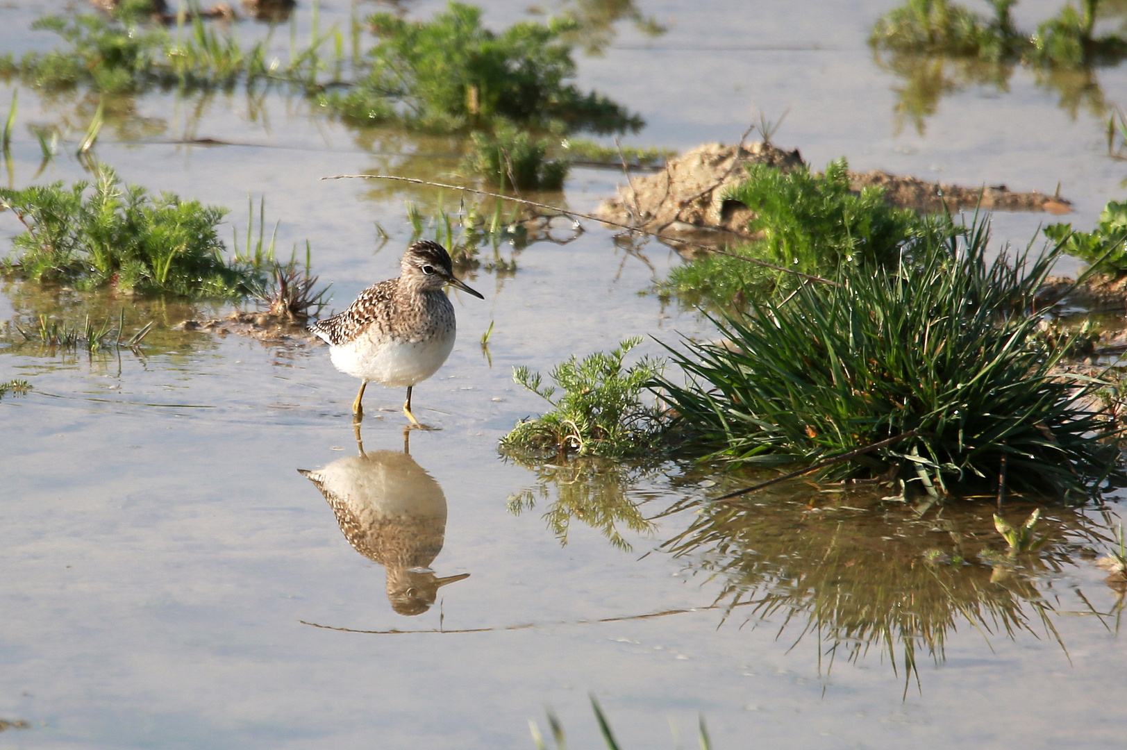 Bruchwasserläufer