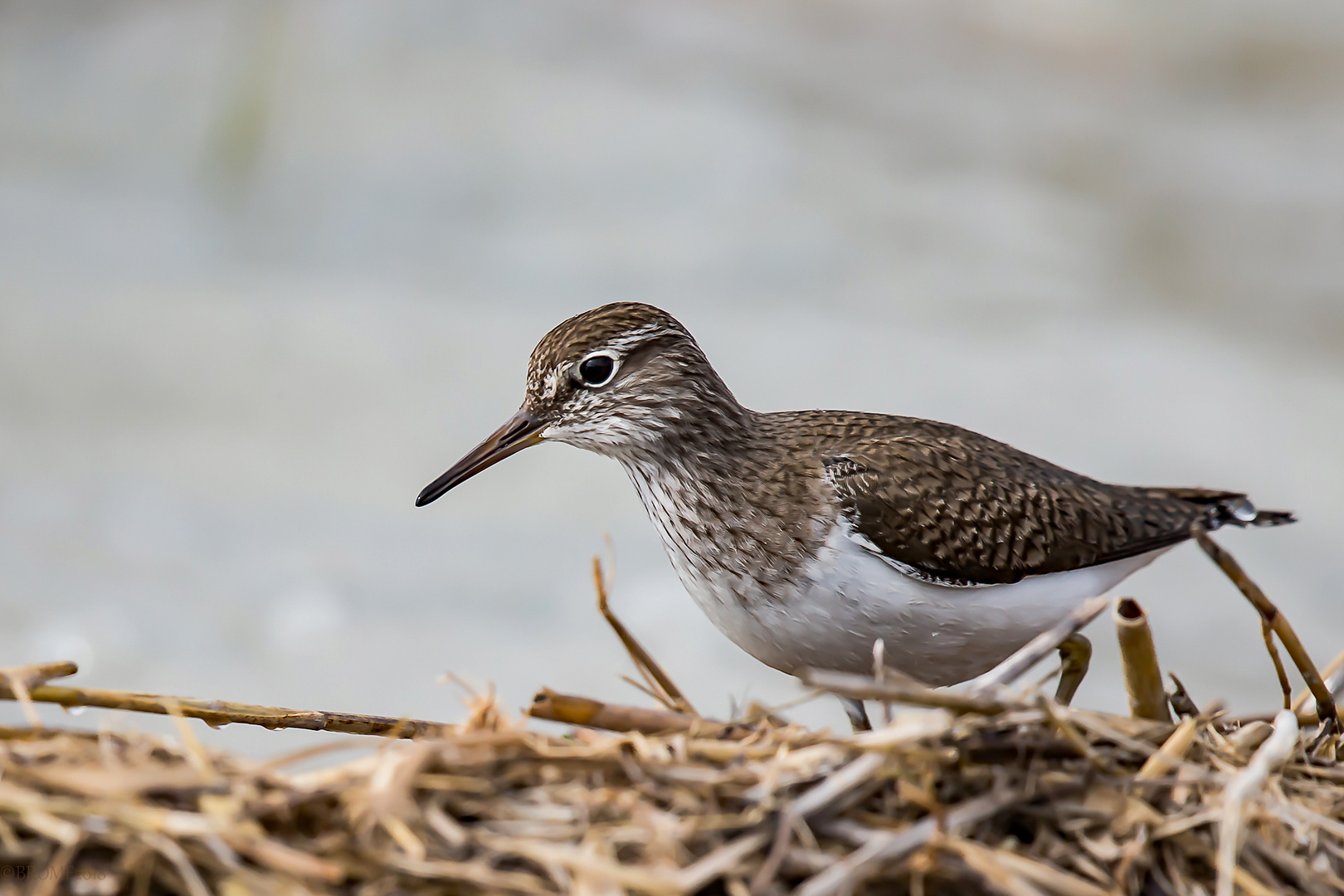 Bruchwasserläufer