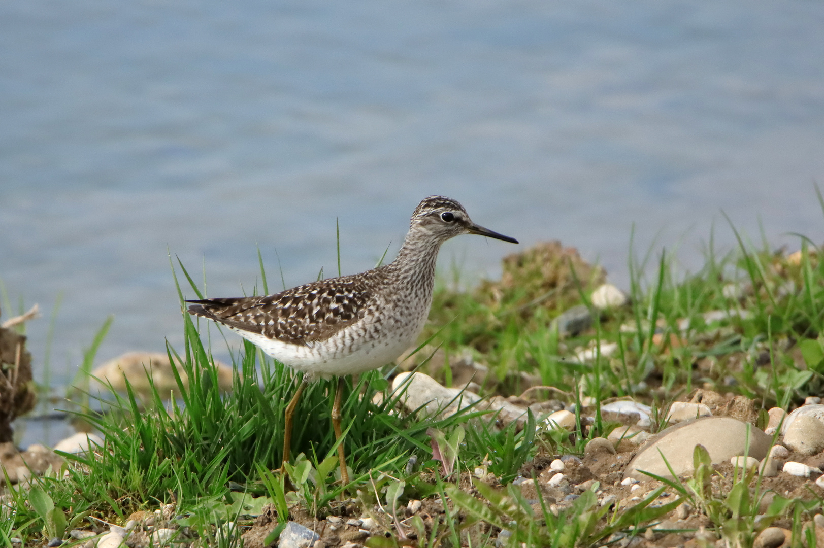 Bruchwasserläufer