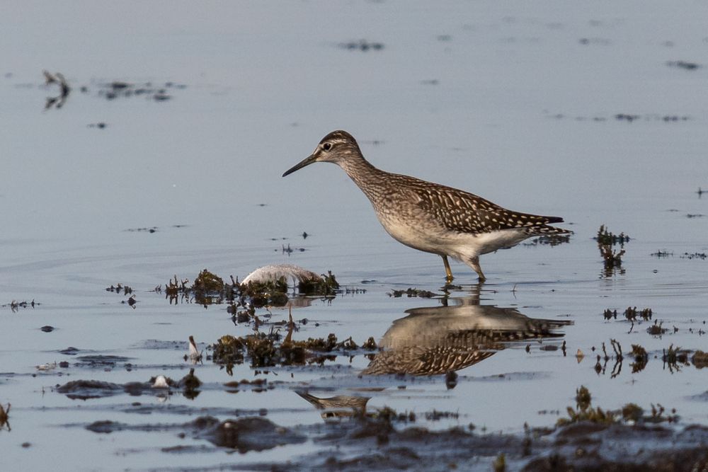 Bruchwasserläufer