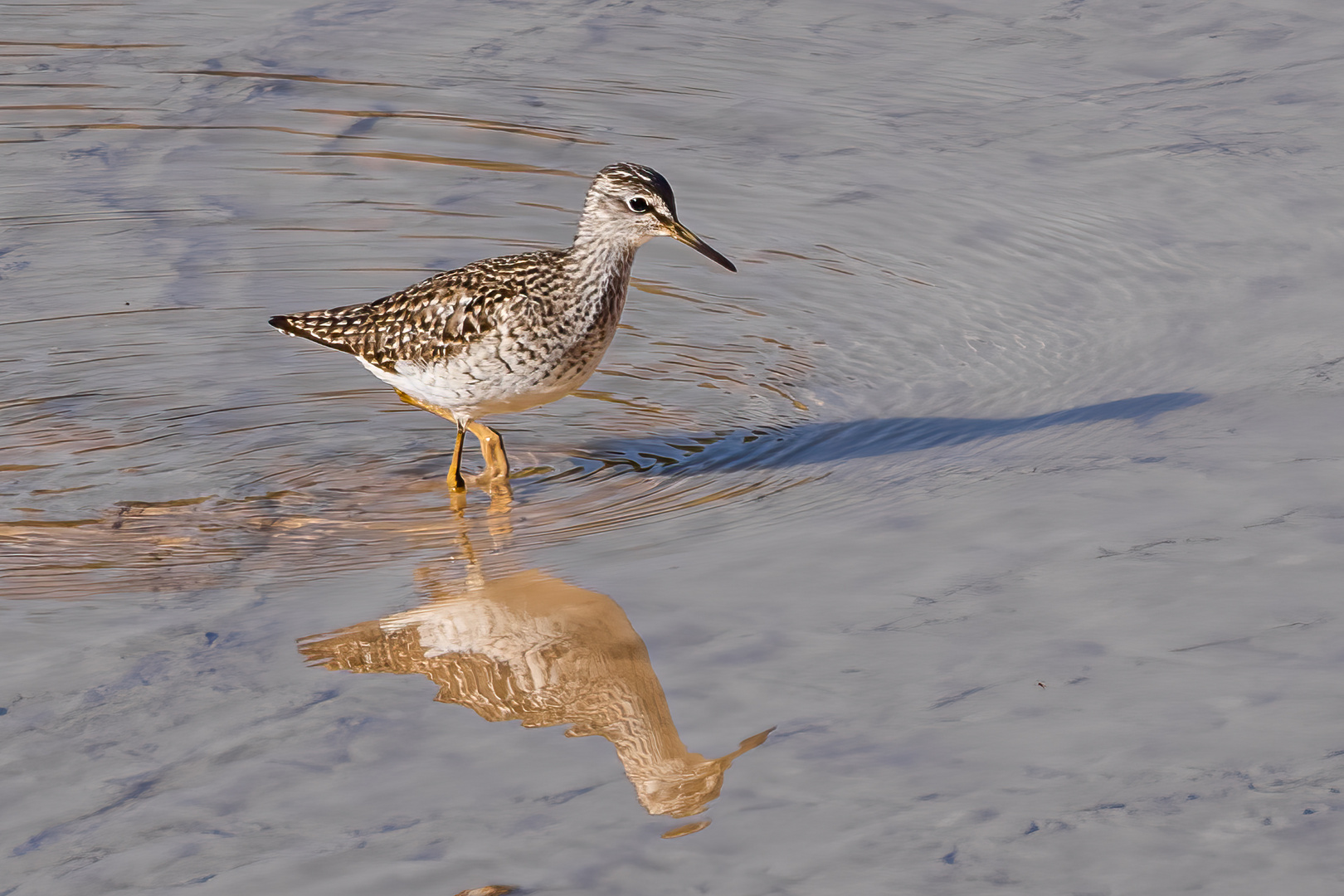 Bruchwasserläufer (Dürchzügler)