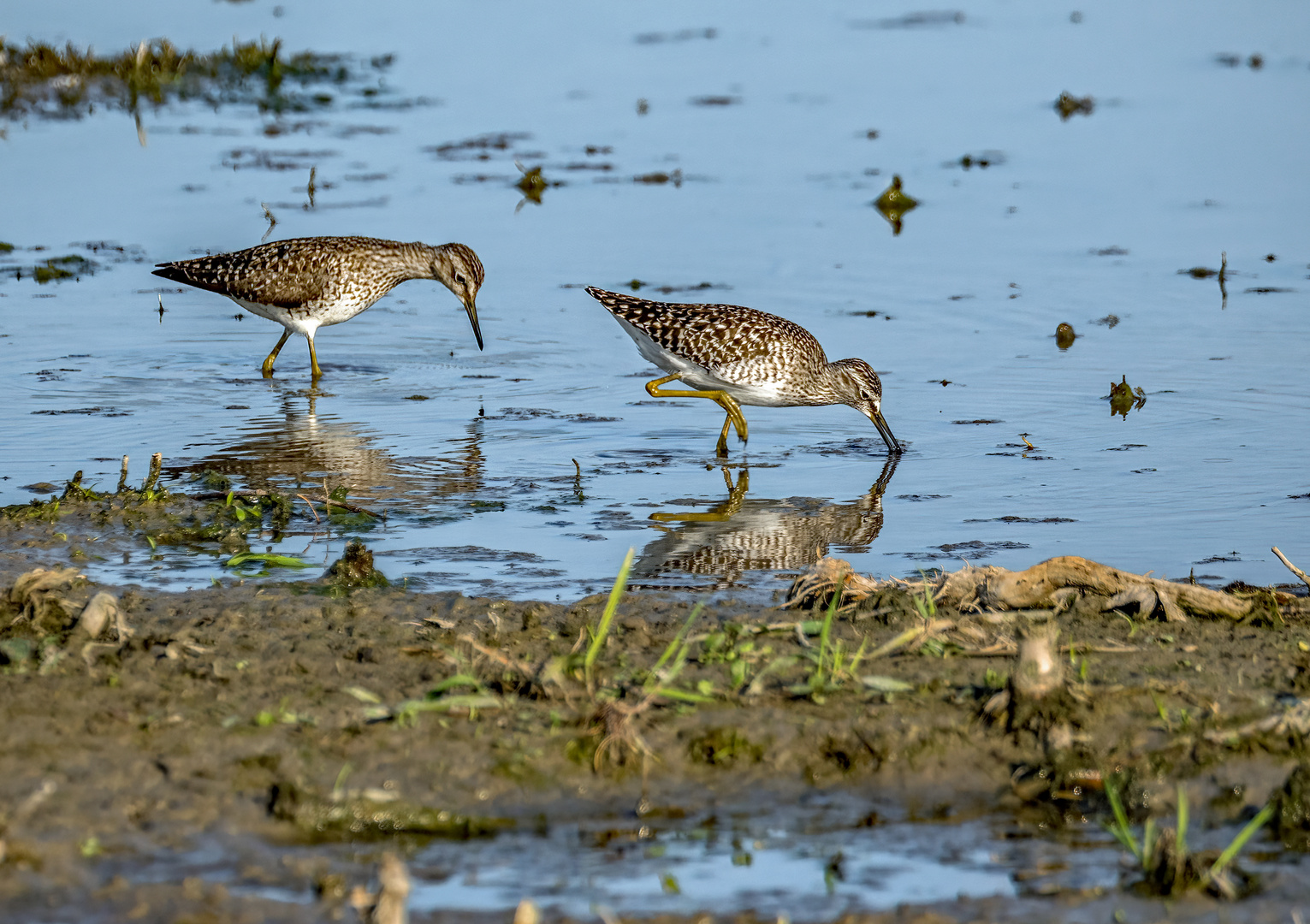 Bruchwasserläufer Duo