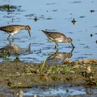 Bruchwasserläufer Duo