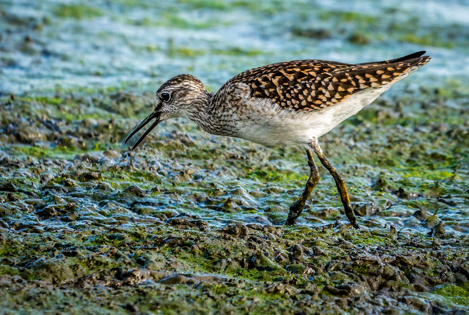 BRUCHWASSERLÄUFER