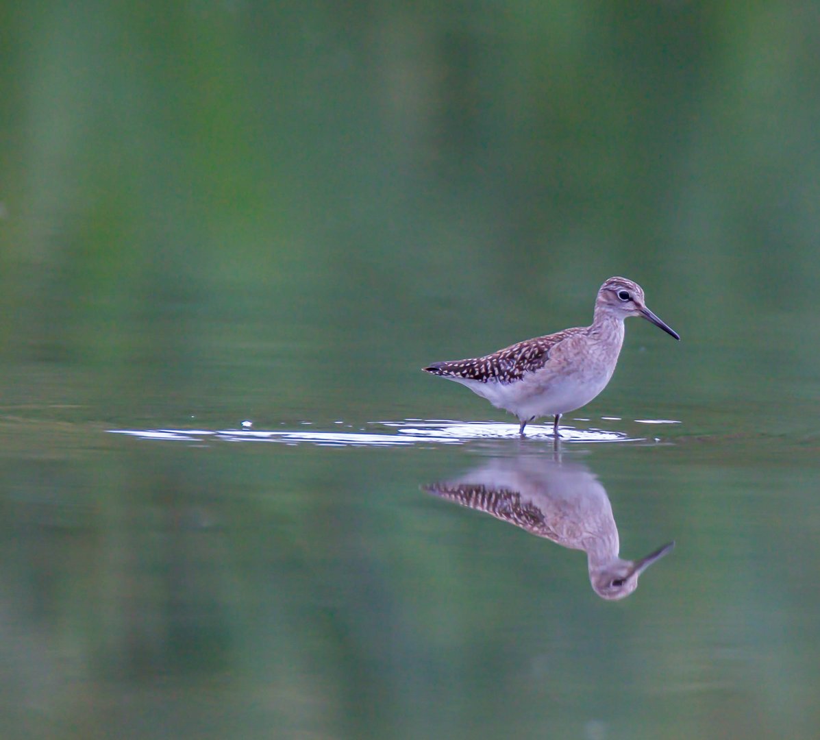 Bruchwasserläufer