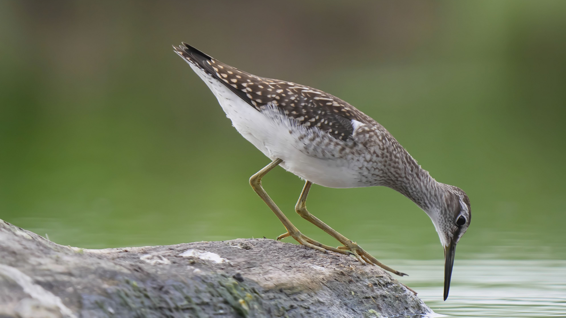 * Bruchwasserläufer *