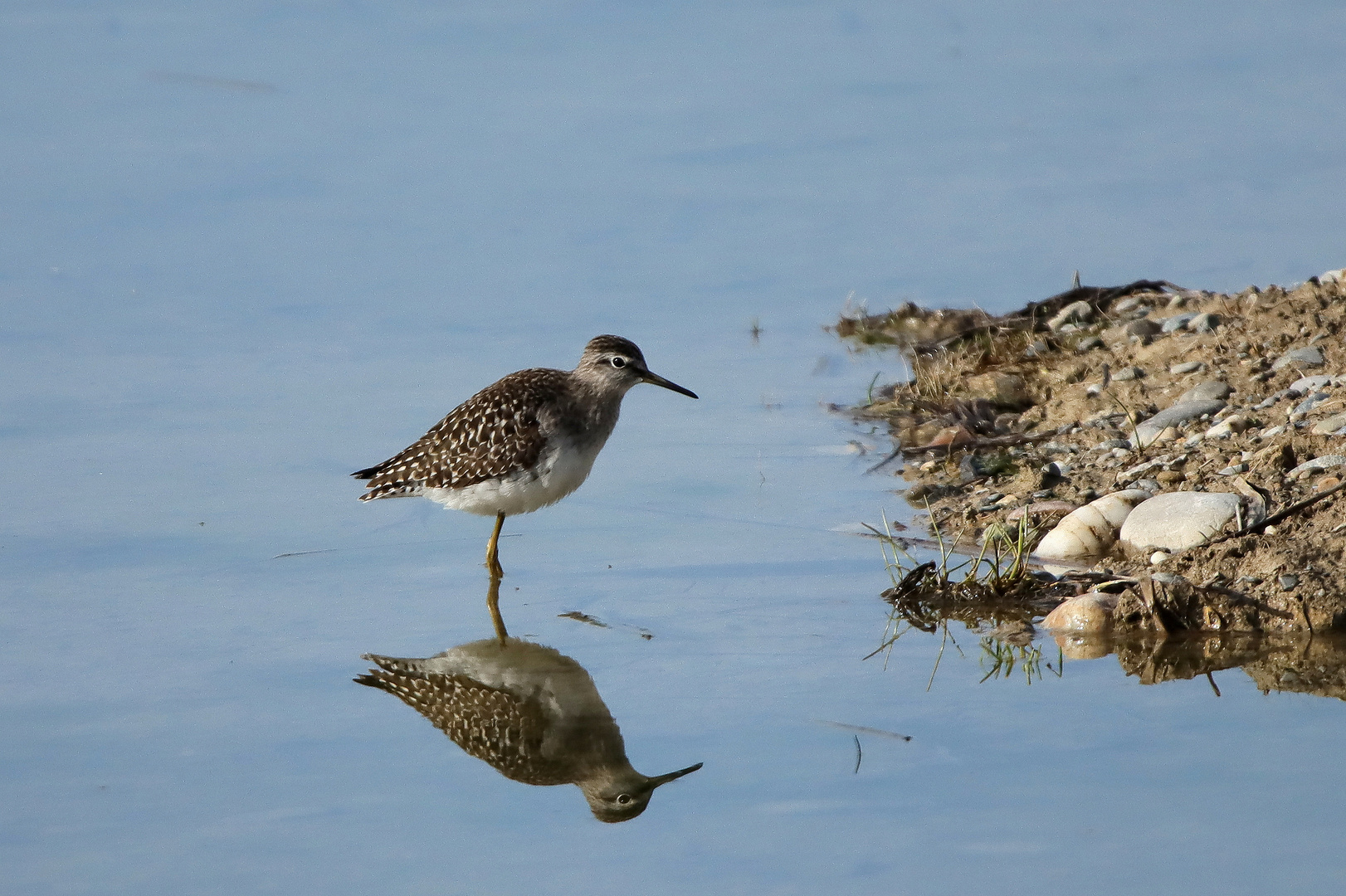 Bruchwasserläufer