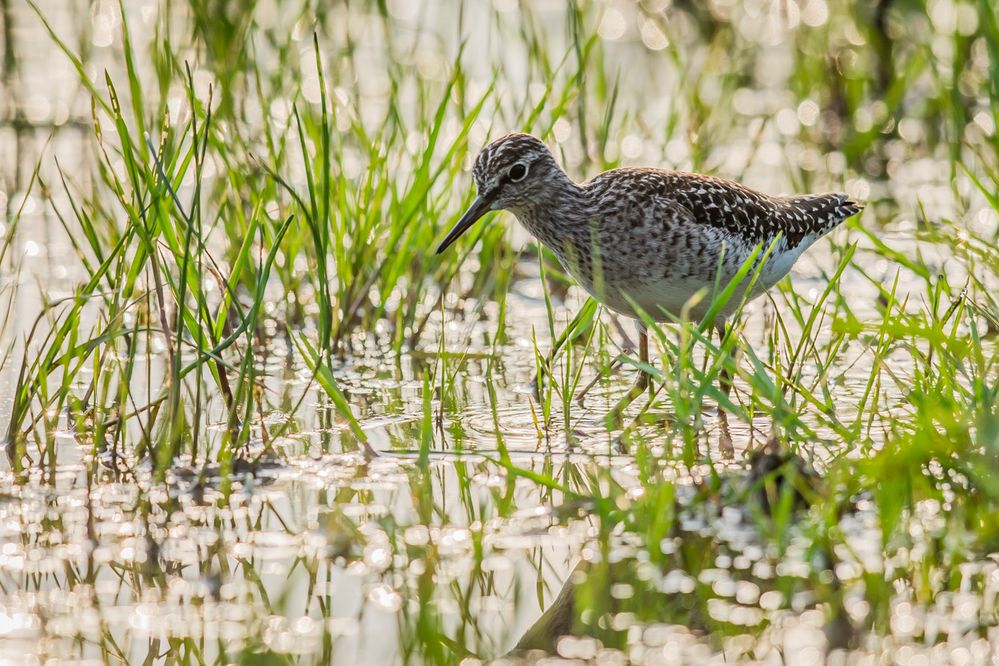 Bruchwasserläufer