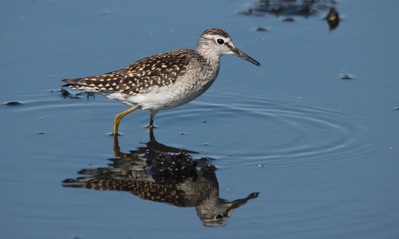 Bruchwasserläufer