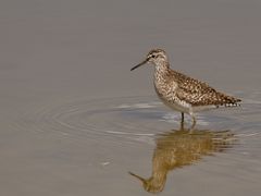 Bruchwasserläufer