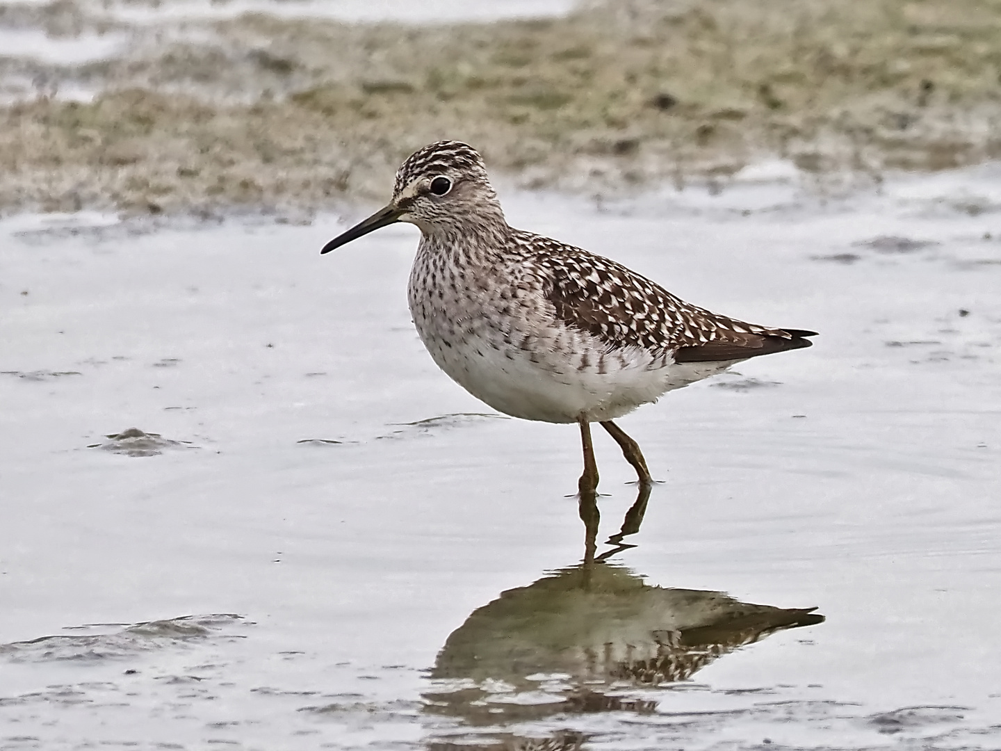 Bruchwasserläufer