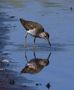 Bruchwasserläufer von Straubi 