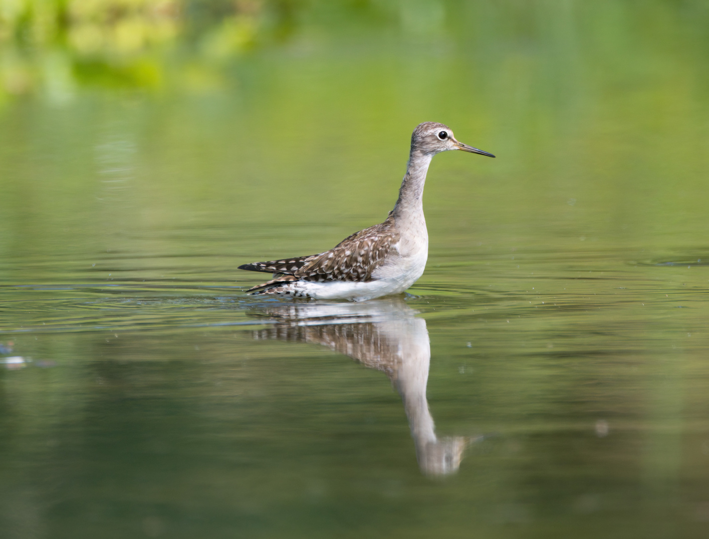 Bruchwasserläufer