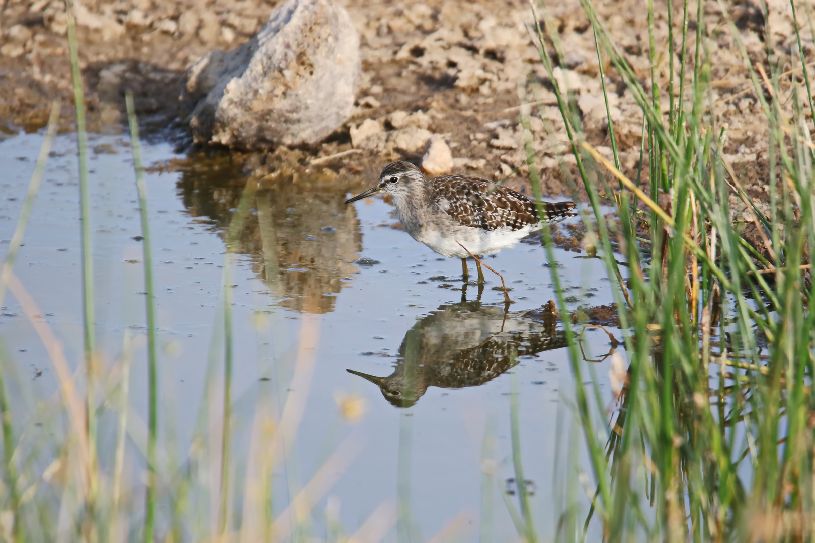 Bruchwasserläufer