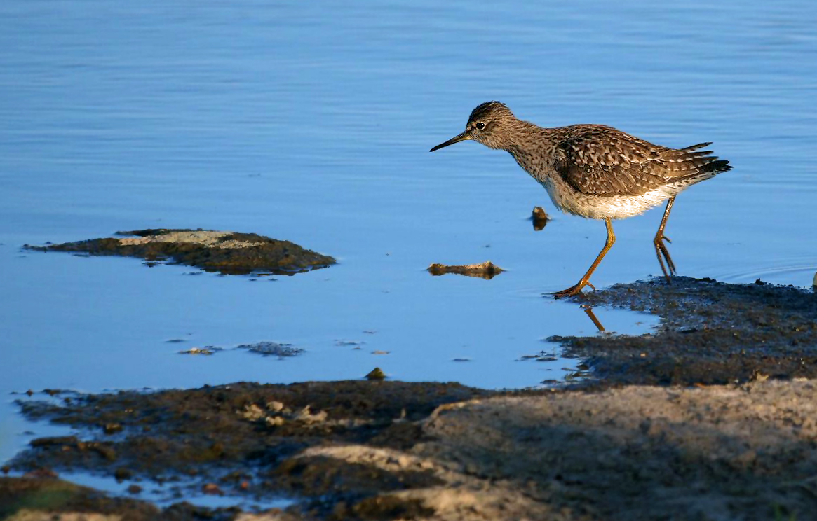 "BRUCHWASSERLÄUFER" - ein interessanter Name