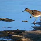 "BRUCHWASSERLÄUFER" - ein interessanter Name