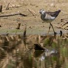 Bruchwasserläufer, ein unerwarteter Besuch am Weiher