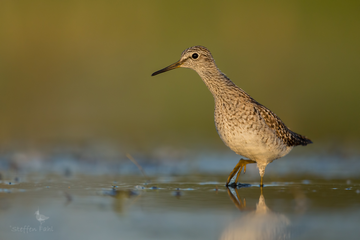 Bruchwasserläufer - einer dieser Abende, die ich sehr schätze