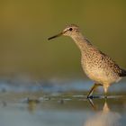 Bruchwasserläufer - einer dieser Abende, die ich sehr schätze