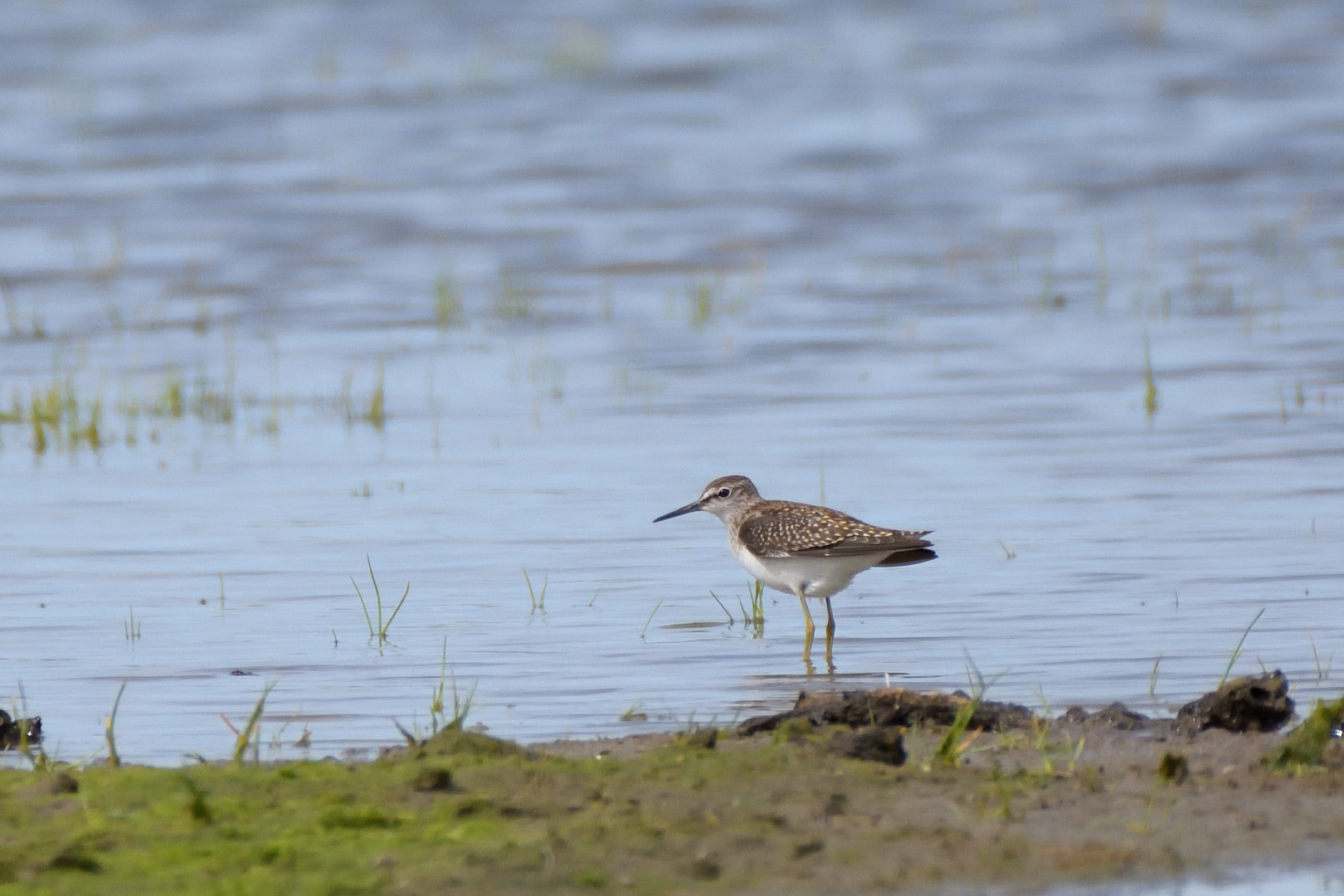 Bruchwasserläufer