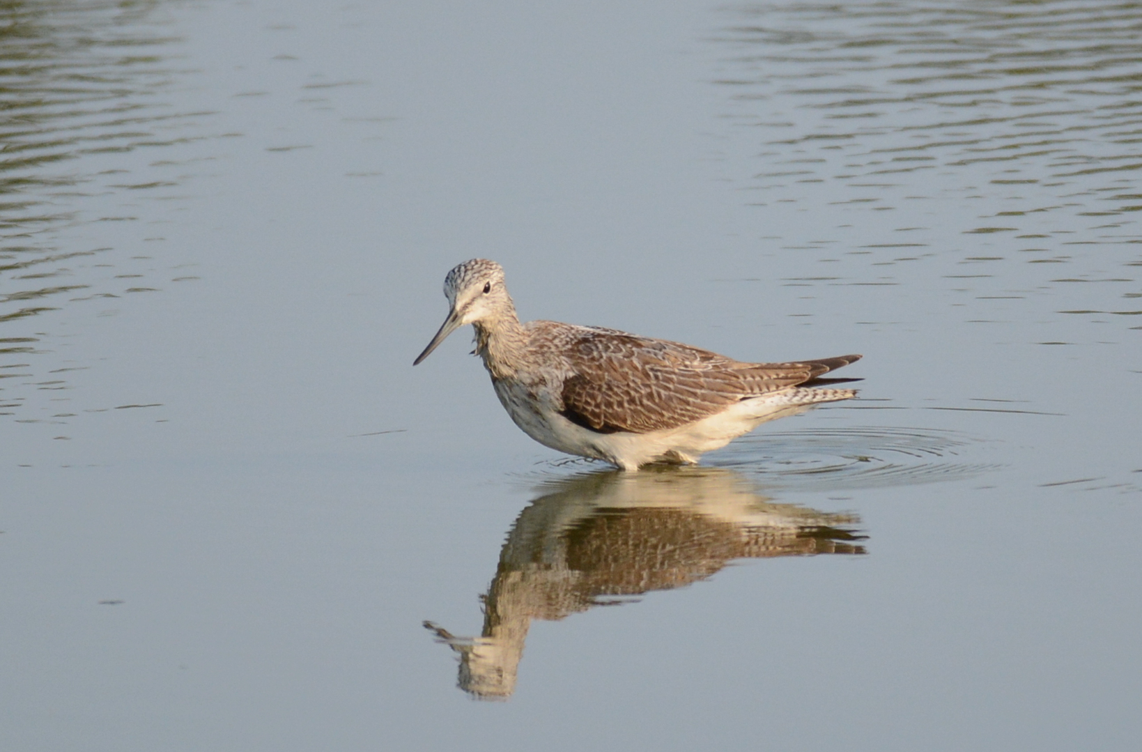  Bruchwasserläufer