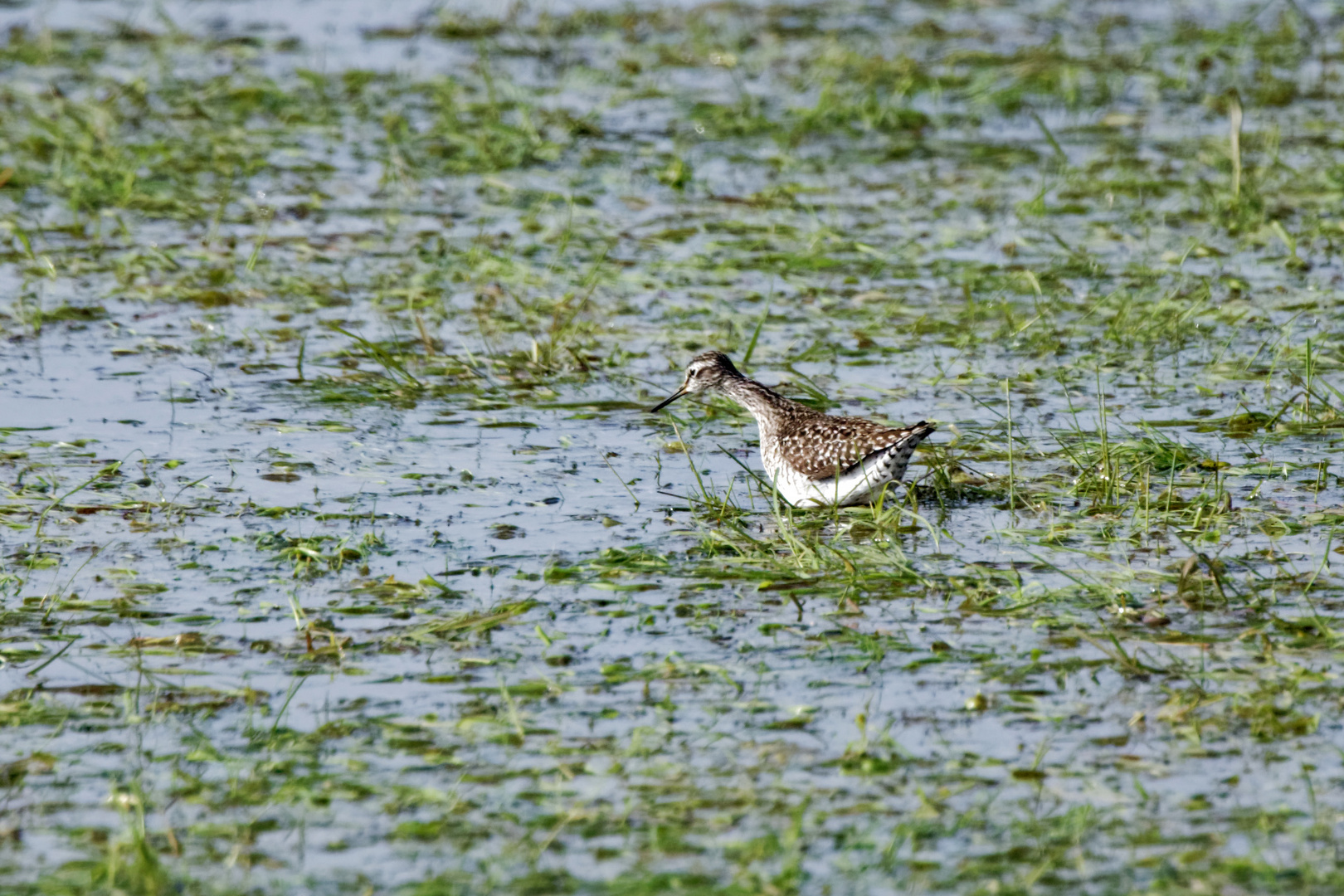 Bruchwasserläufer