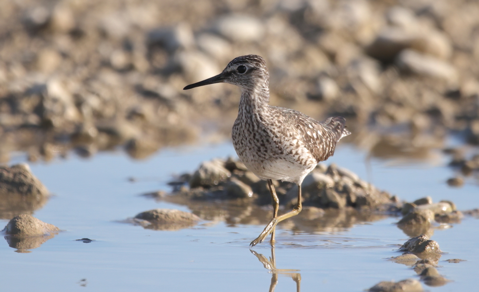 Bruchwasserläufer