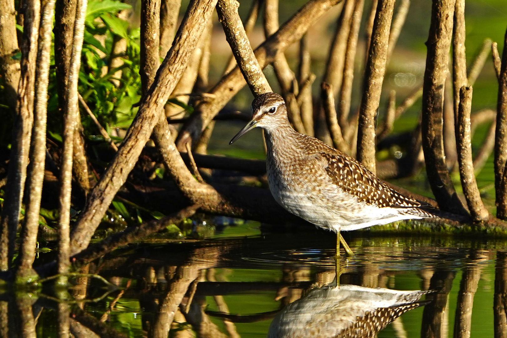 Bruchwasserläufer II