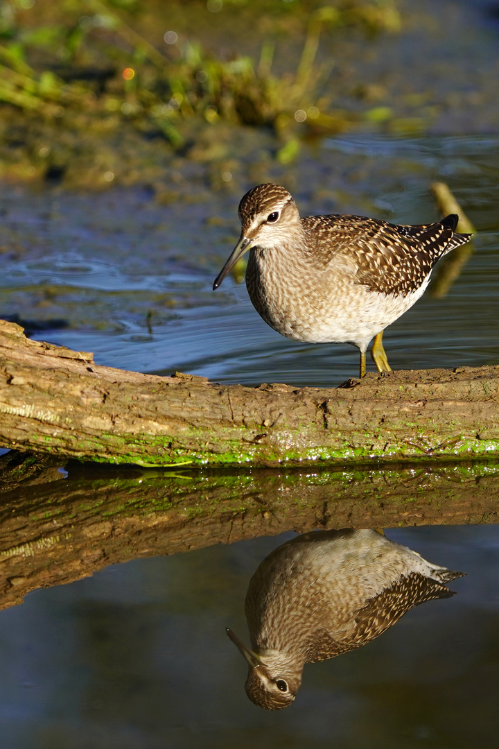 Bruchwasserläufer III