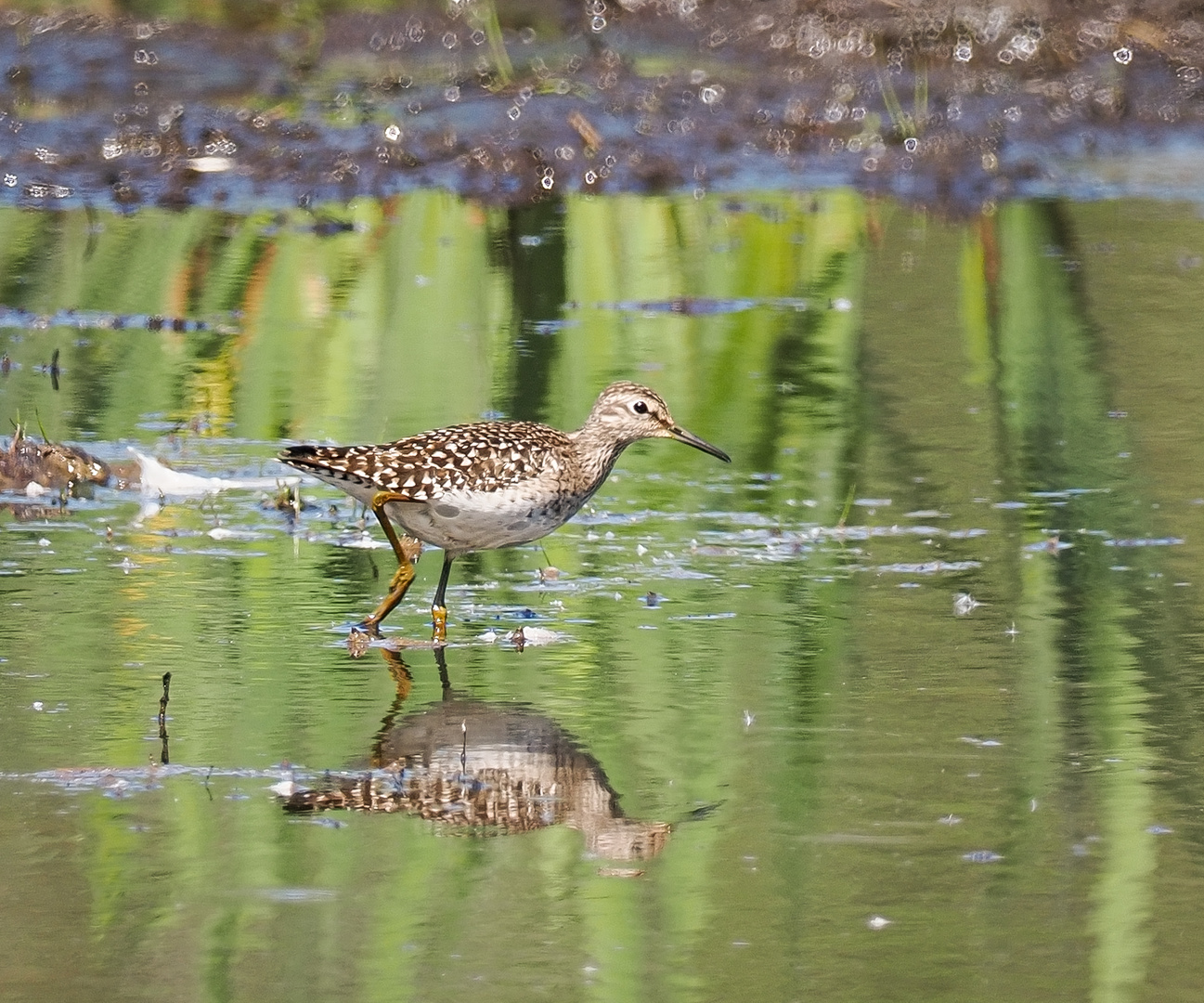 Bruchwasserläufer im Hervester Bruch