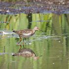 Bruchwasserläufer im Hervester Bruch