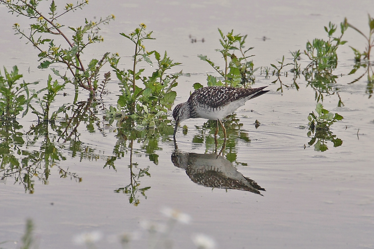 Bruchwasserläufer im Knoblauchsland bei Sack