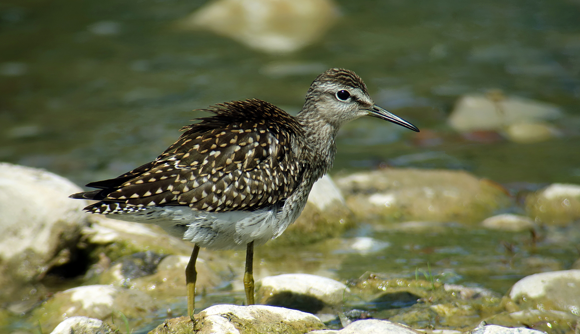 Bruchwasserläufer in der prallen Sonne