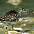 Bruchwasserläufer in der prallen Sonne