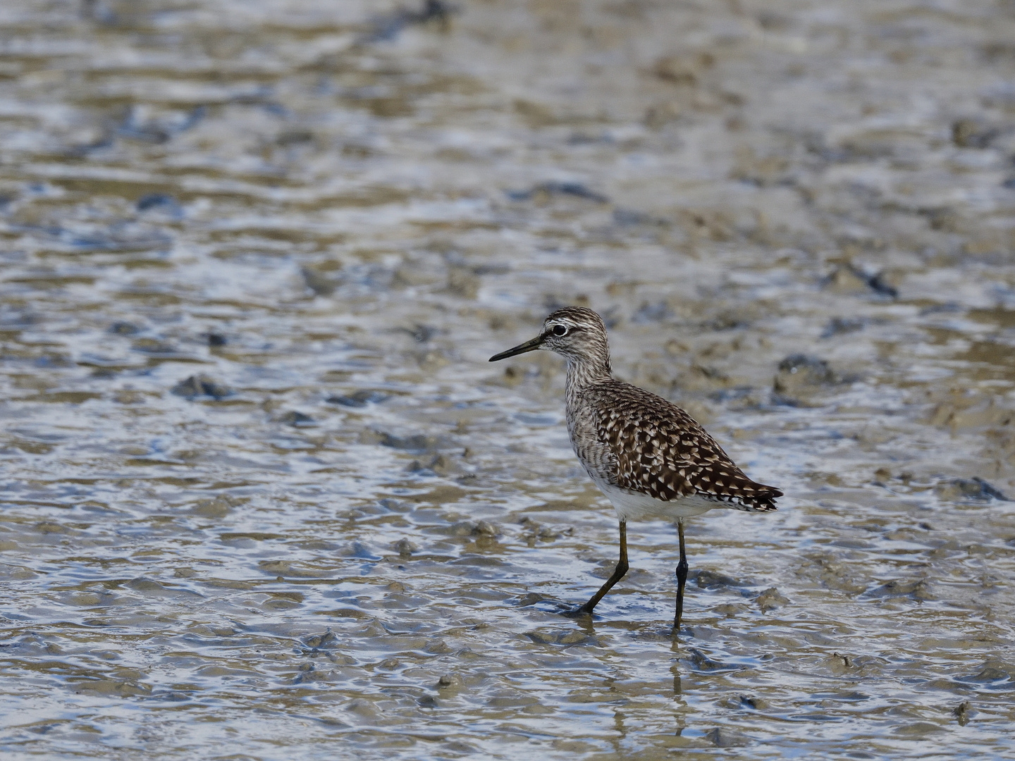 *** Bruchwasserläufer in seinem Habitat! ***