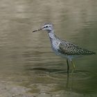 *** Bruchwasserläufer in seinem Habitat! ***