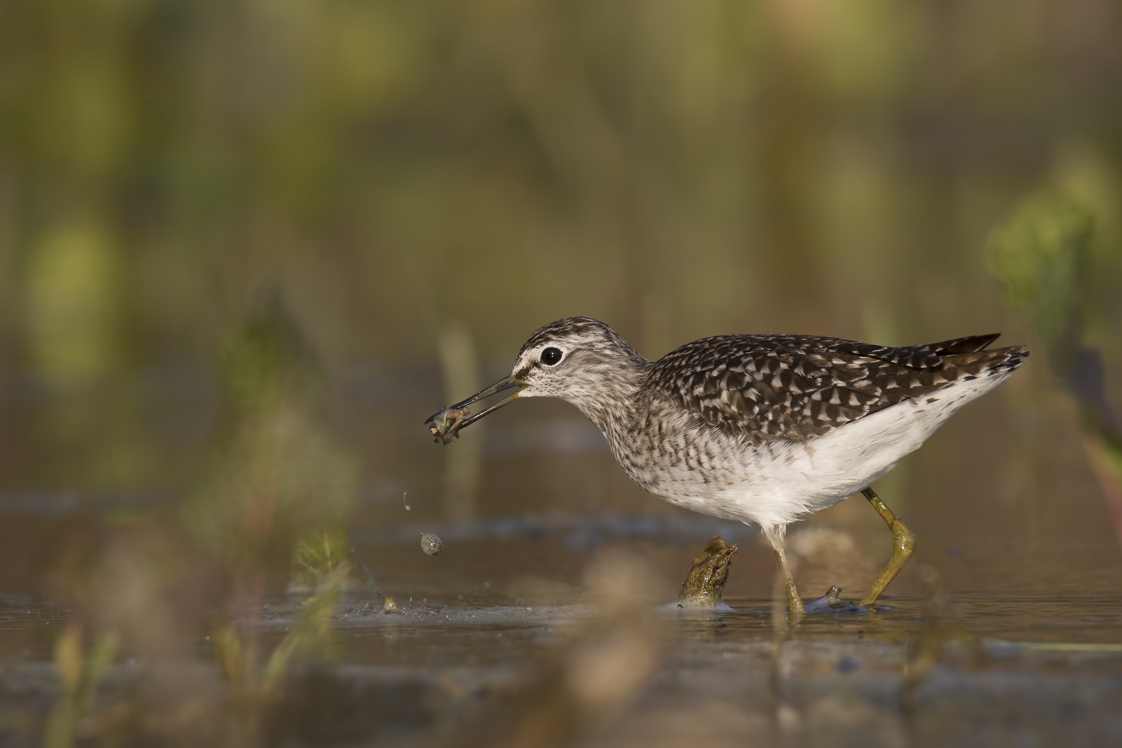 Bruchwasserläufer mit Beute