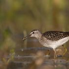 Bruchwasserläufer mit Beute