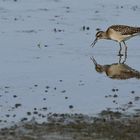 Bruchwasserläufer mit Fischbeute am Kunstteich bei Sack