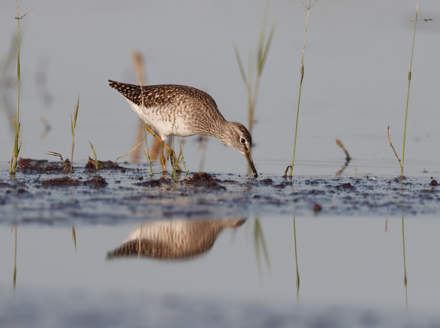 Bruchwasserläufer  Nahrungssuche