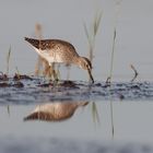 Bruchwasserläufer  Nahrungssuche