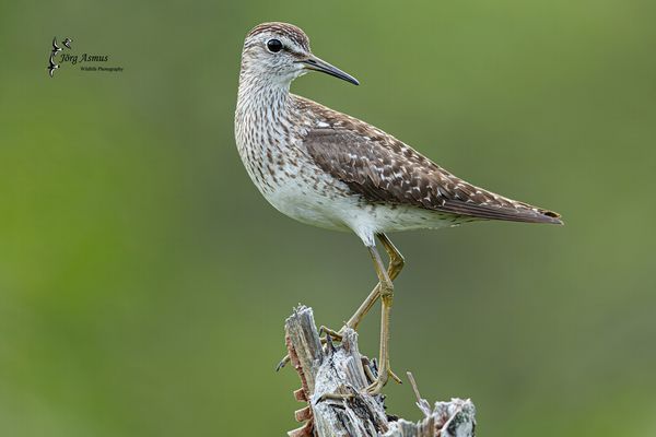 Bruchwasserläufer // Öland