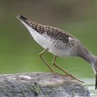 Bruchwasserläufer sind zwar Zwerge unter den Limikolen....