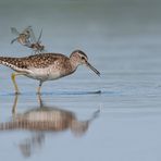 Bruchwasserläufer | Tringa glareola ...