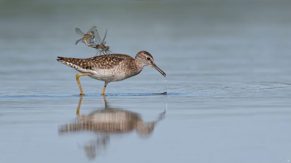 Bruchwasserläufer | Tringa glareola ...